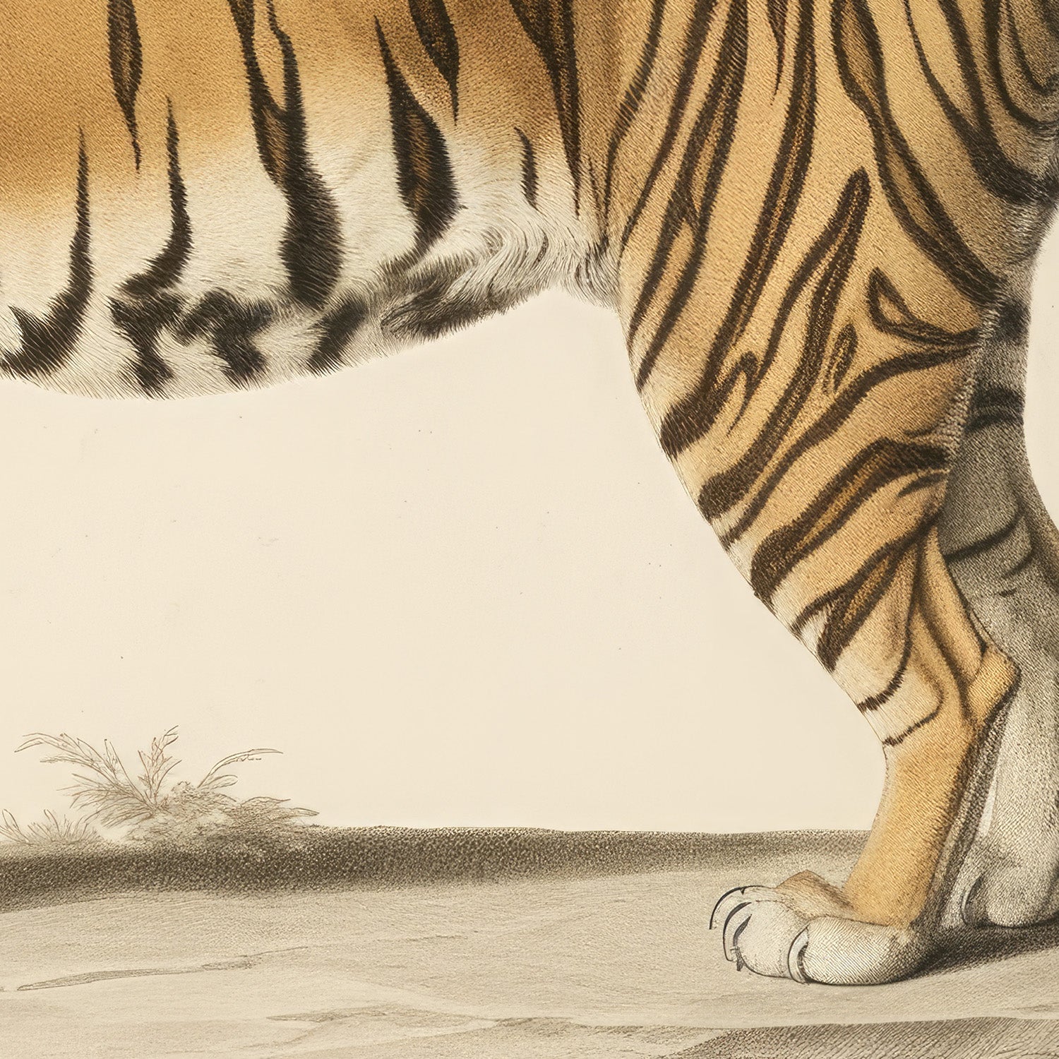 wall-art-print-canvas-poster-framed-Audubon Tiger-11