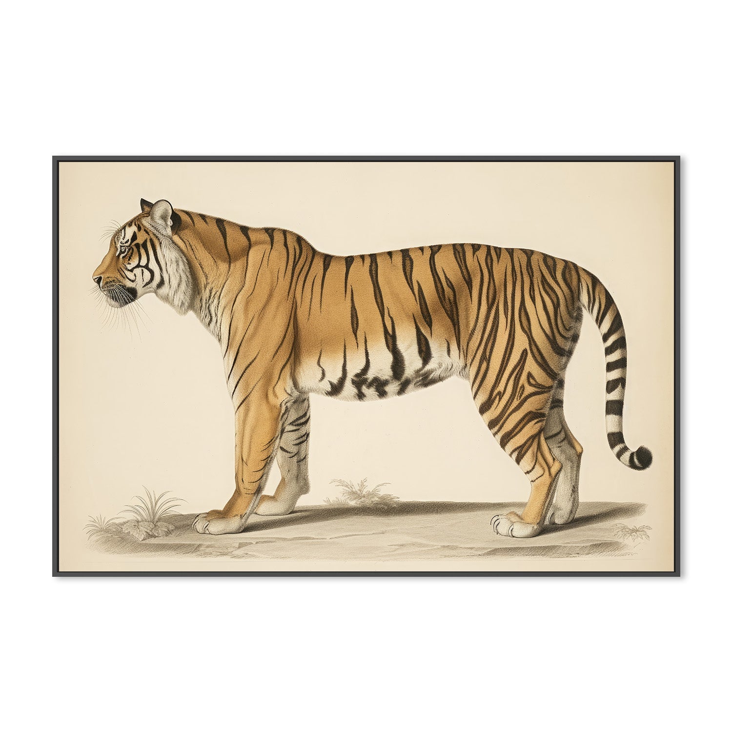 wall-art-print-canvas-poster-framed-Audubon Tiger-3