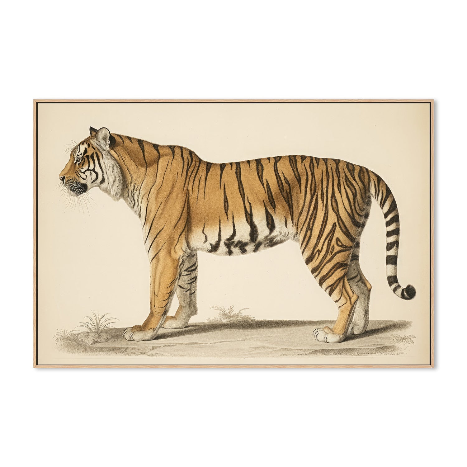 wall-art-print-canvas-poster-framed-Audubon Tiger-4
