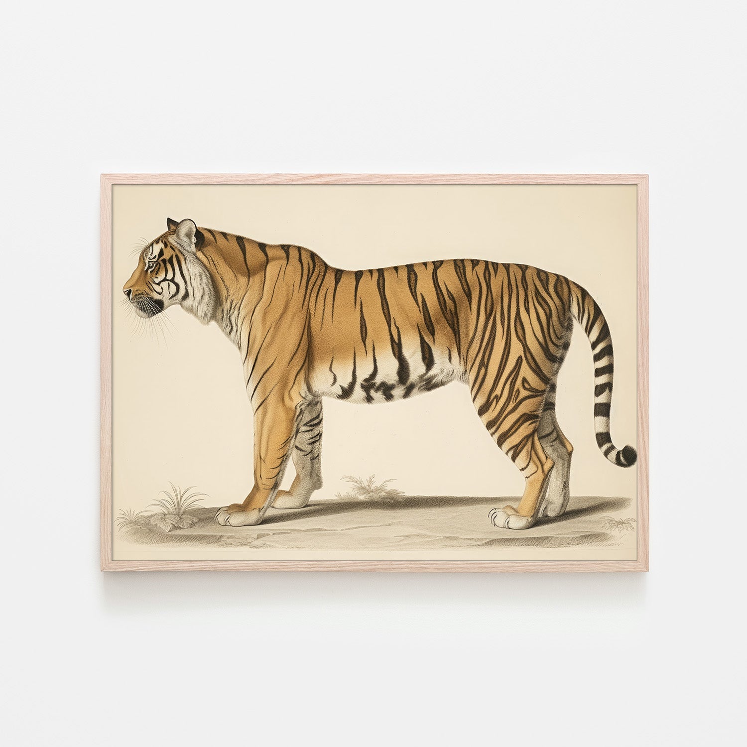wall-art-print-canvas-poster-framed-Audubon Tiger-6
