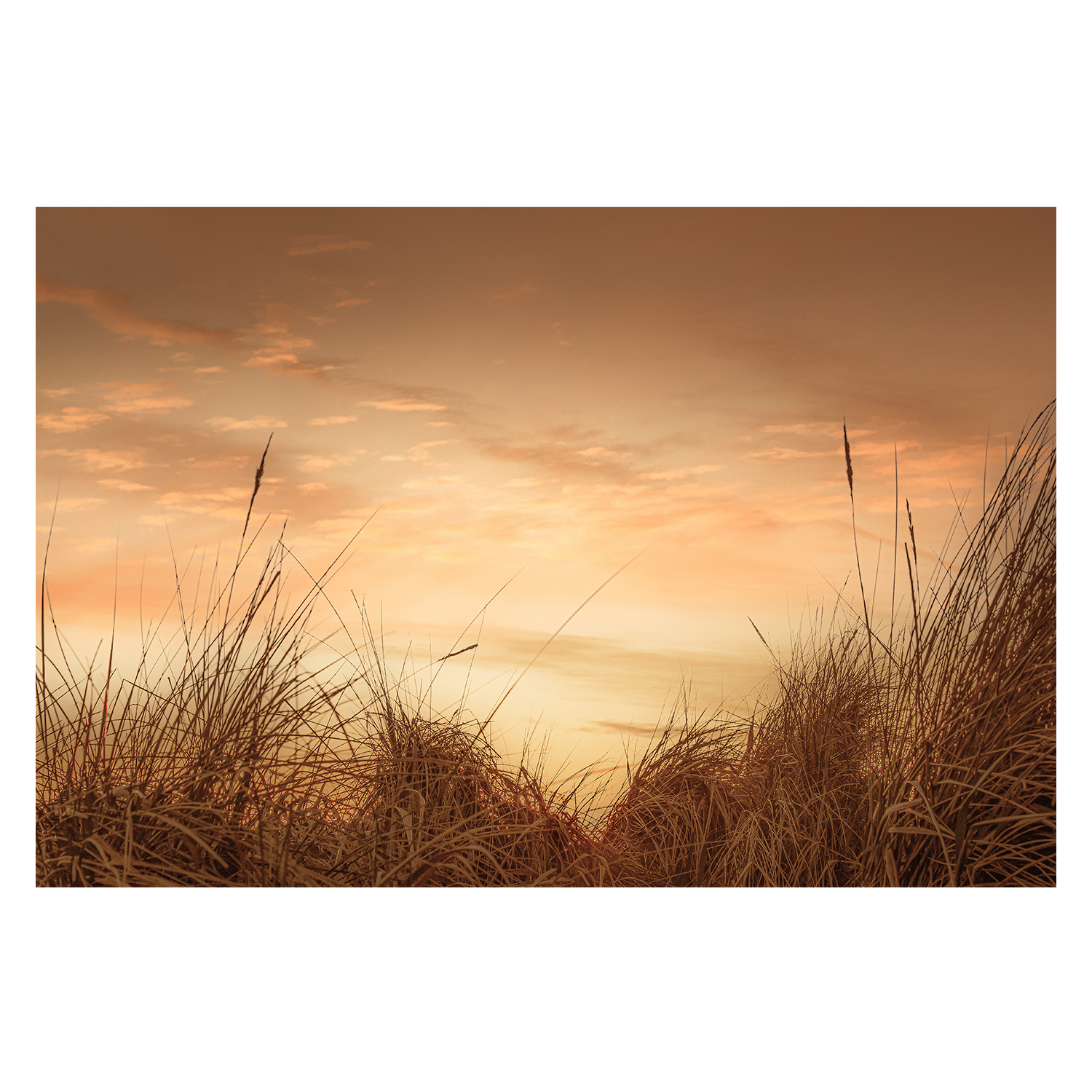 wall-art-print-canvas-poster-framed-Beach Grasses at Sunset-1