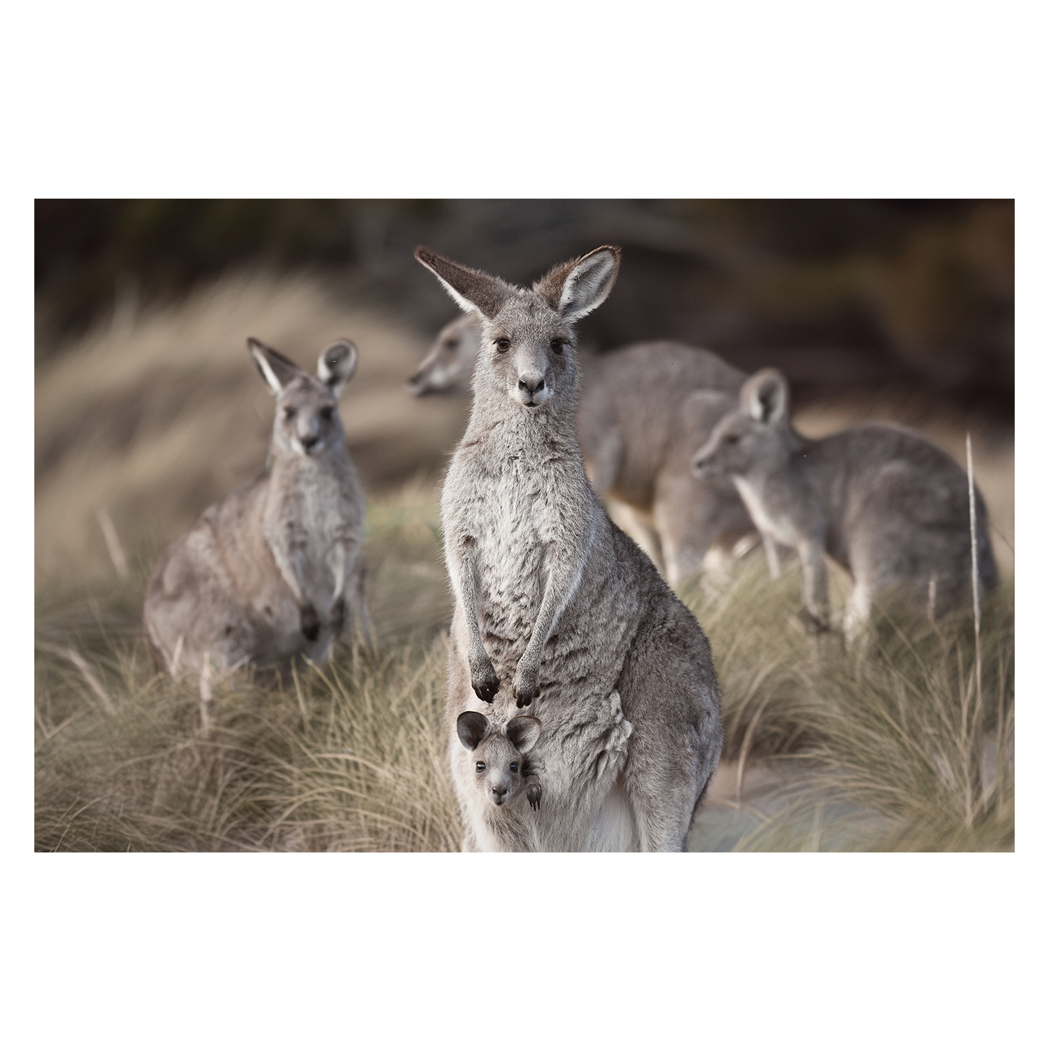 wall-art-print-canvas-poster-framed-Beach Roos , By Belinda Gerace-1