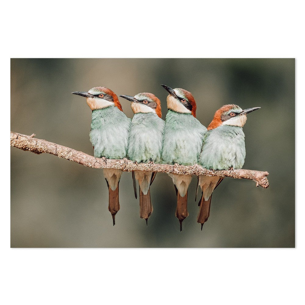 wall-art-print-canvas-poster-framed-Bee-Eater Resting, By Xavier Ortega-by-Plus X Studio-Gioia Wall Art