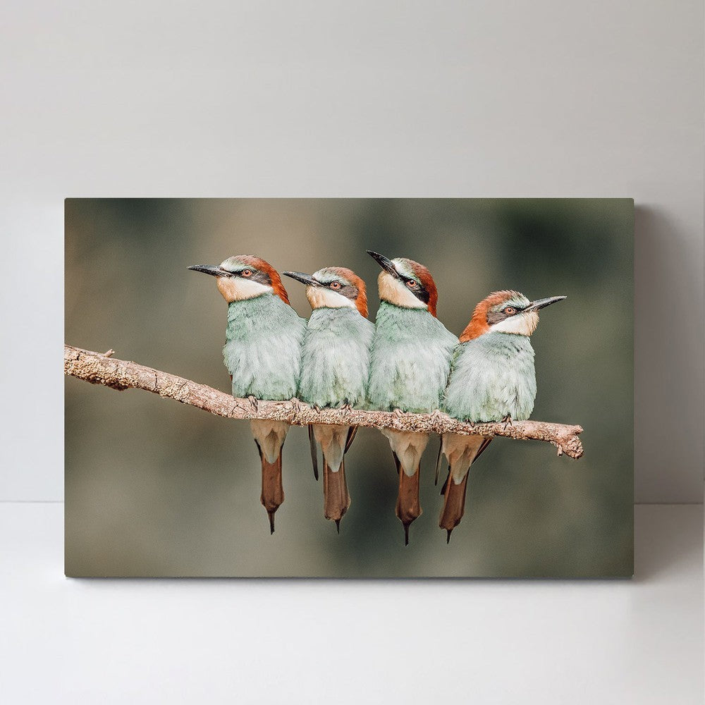 wall-art-print-canvas-poster-framed-Bee-Eater Resting, By Xavier Ortega-by-Plus X Studio-Gioia Wall Art