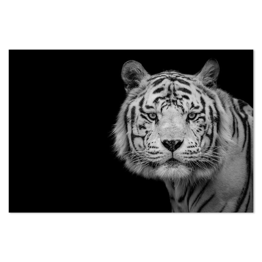 wall-art-print-canvas-poster-framed-Bengal White Tiger, By Nauzet Baez Photography-by-Plus X Studio-Gioia Wall Art