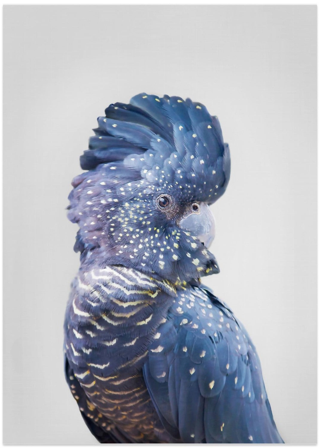 wall-art-print-canvas-poster-framed-Black Cockatoo , By Kathrin Pienaar-1