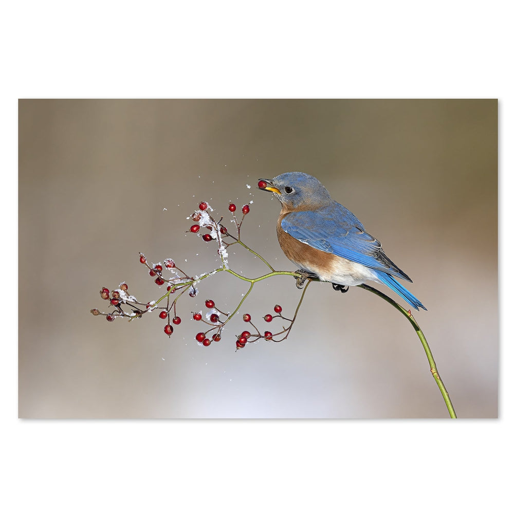 wall-art-print-canvas-poster-framed-Blue Bird In Winter, By Jia Chen-by-Plus X Studio-Gioia Wall Art