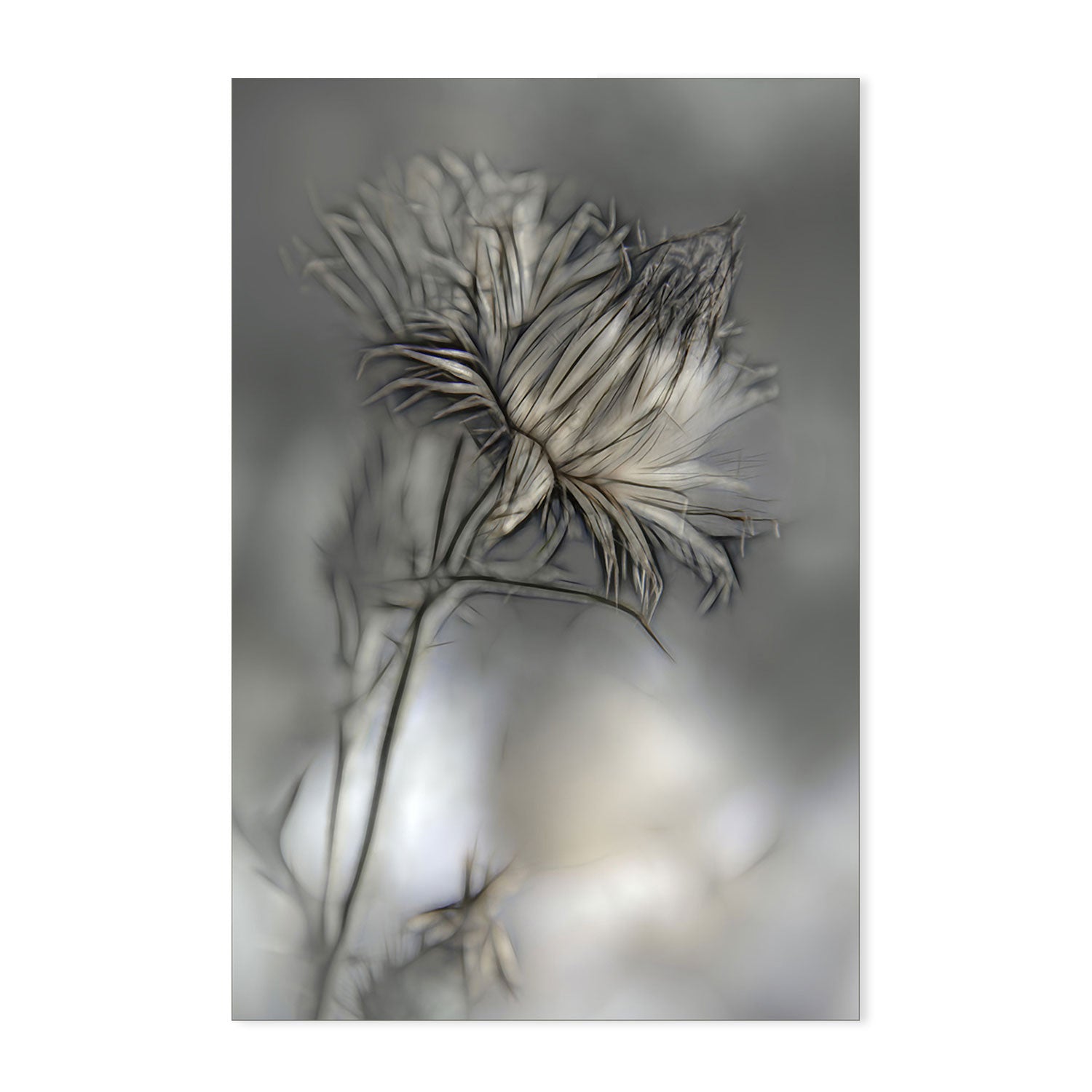 wall-art-print-canvas-poster-framed-Blurred Flower , By Gilbert Claes-GIOIA-WALL-ART