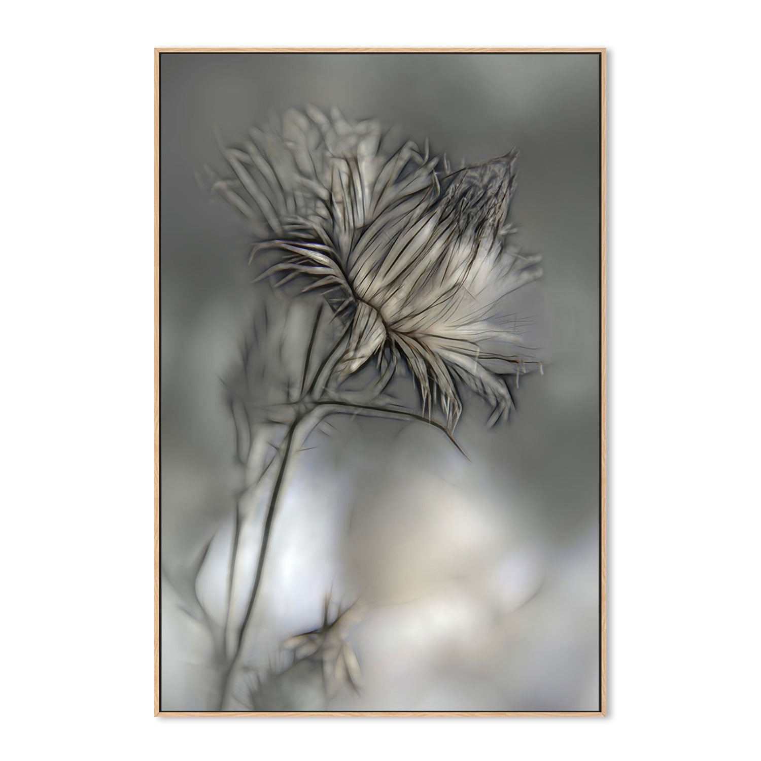 wall-art-print-canvas-poster-framed-Blurred Flower , By Gilbert Claes-GIOIA-WALL-ART