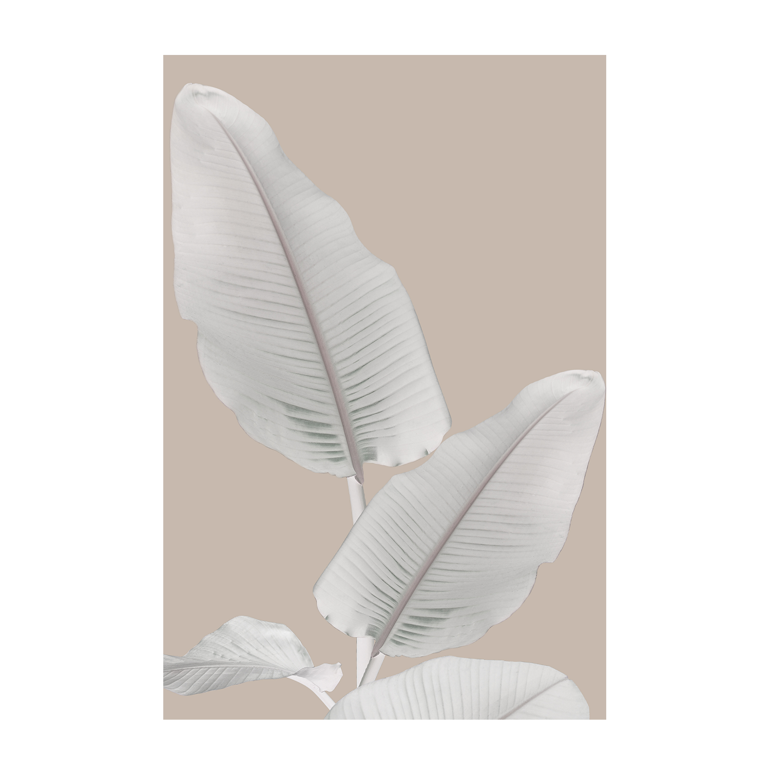 wall-art-print-canvas-poster-framed-Blush Paradise, Style A , By Danny Singh-1