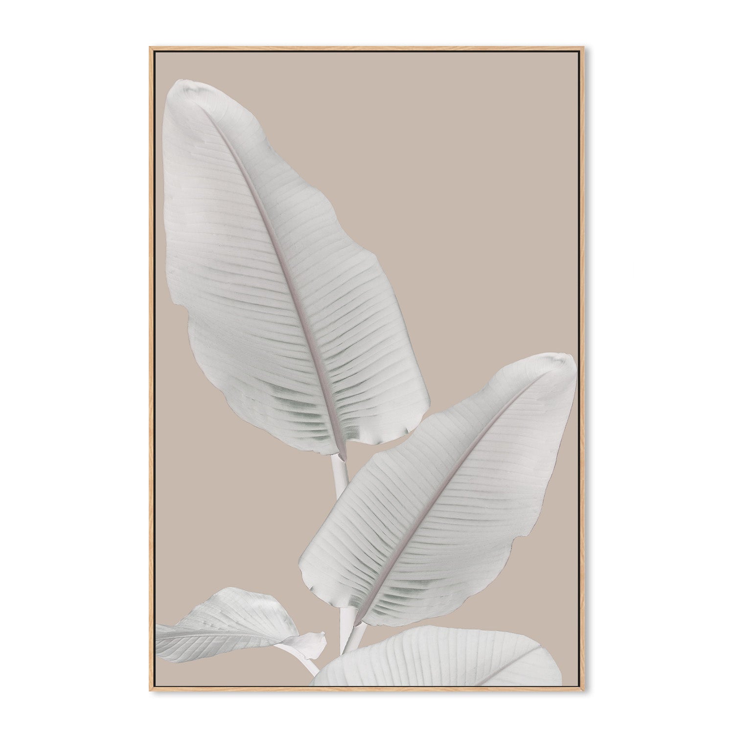 wall-art-print-canvas-poster-framed-Blush Paradise, Style A , By Danny Singh-4