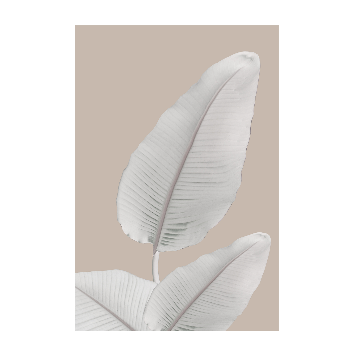 wall-art-print-canvas-poster-framed-Blush Paradise, Style B , By Danny Singh-1