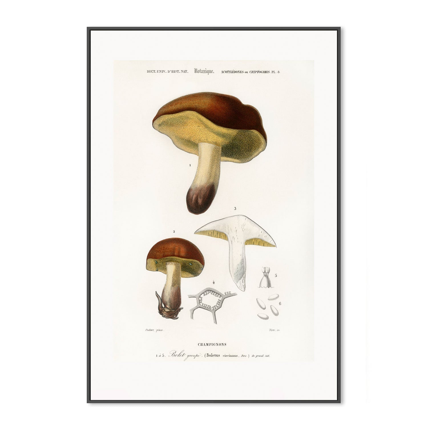 wall-art-print-canvas-poster-framed-Bolete Mushrooms-GIOIA-WALL-ART