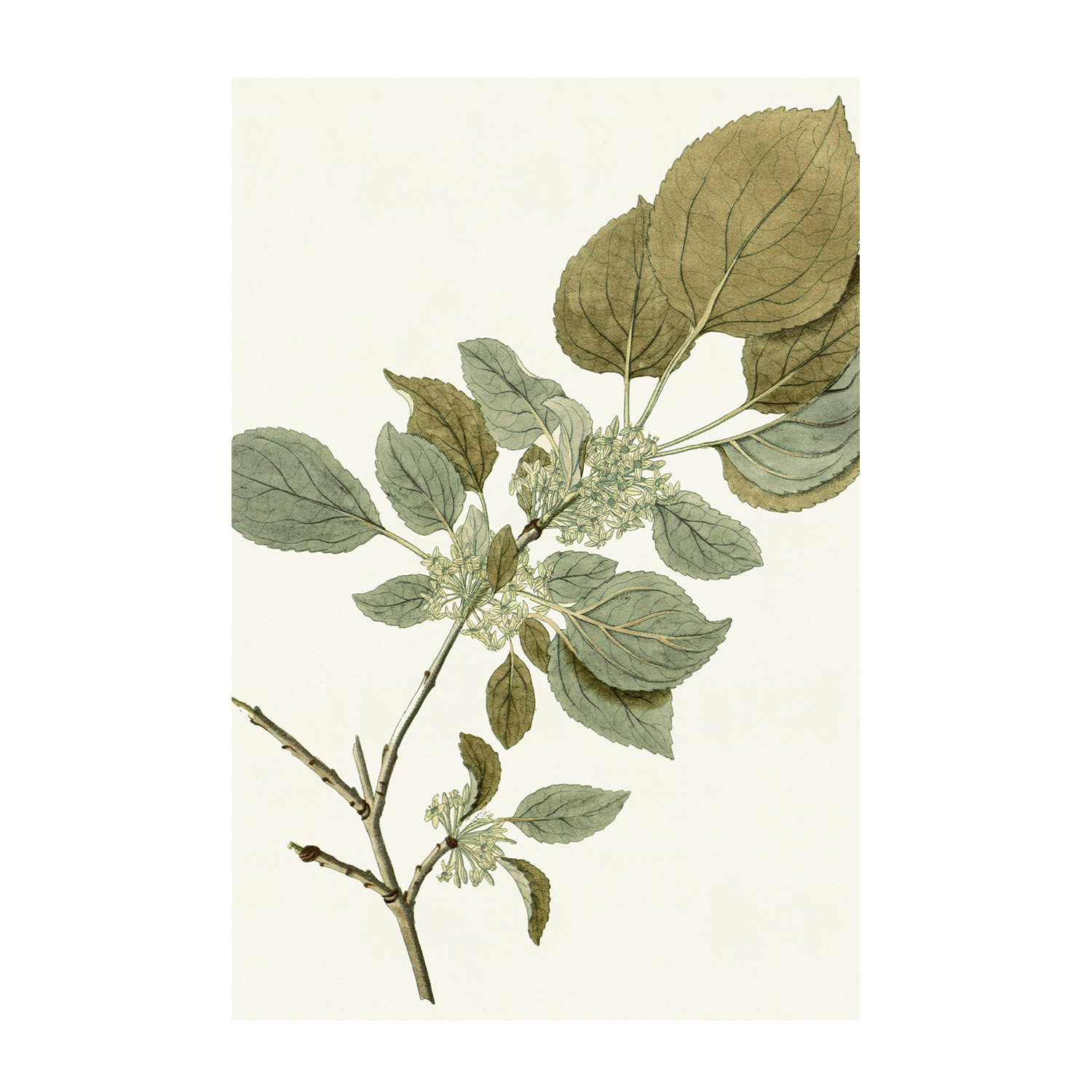 wall-art-print-canvas-poster-framed-Botanical Leaf, Style A & B, Set Of 2-9