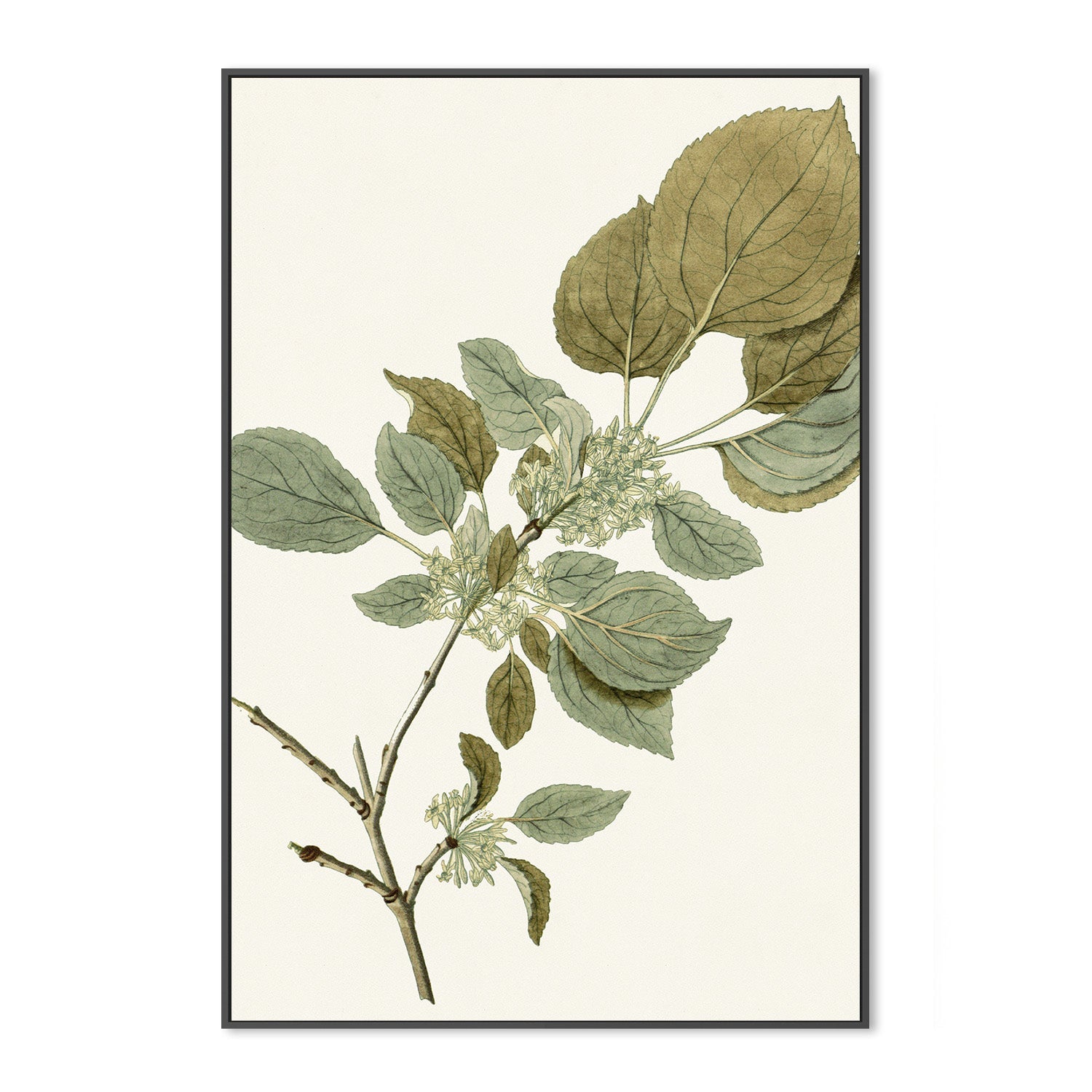 wall-art-print-canvas-poster-framed-Botanical Leaf, Style B-3