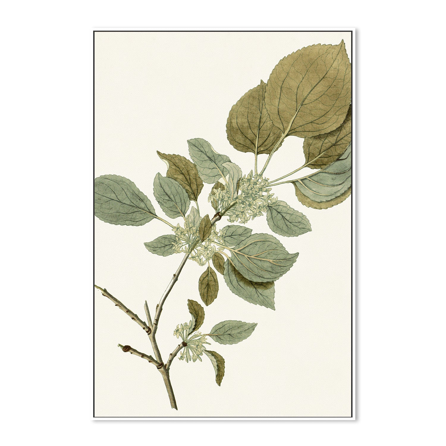 wall-art-print-canvas-poster-framed-Botanical Leaf, Style B-5