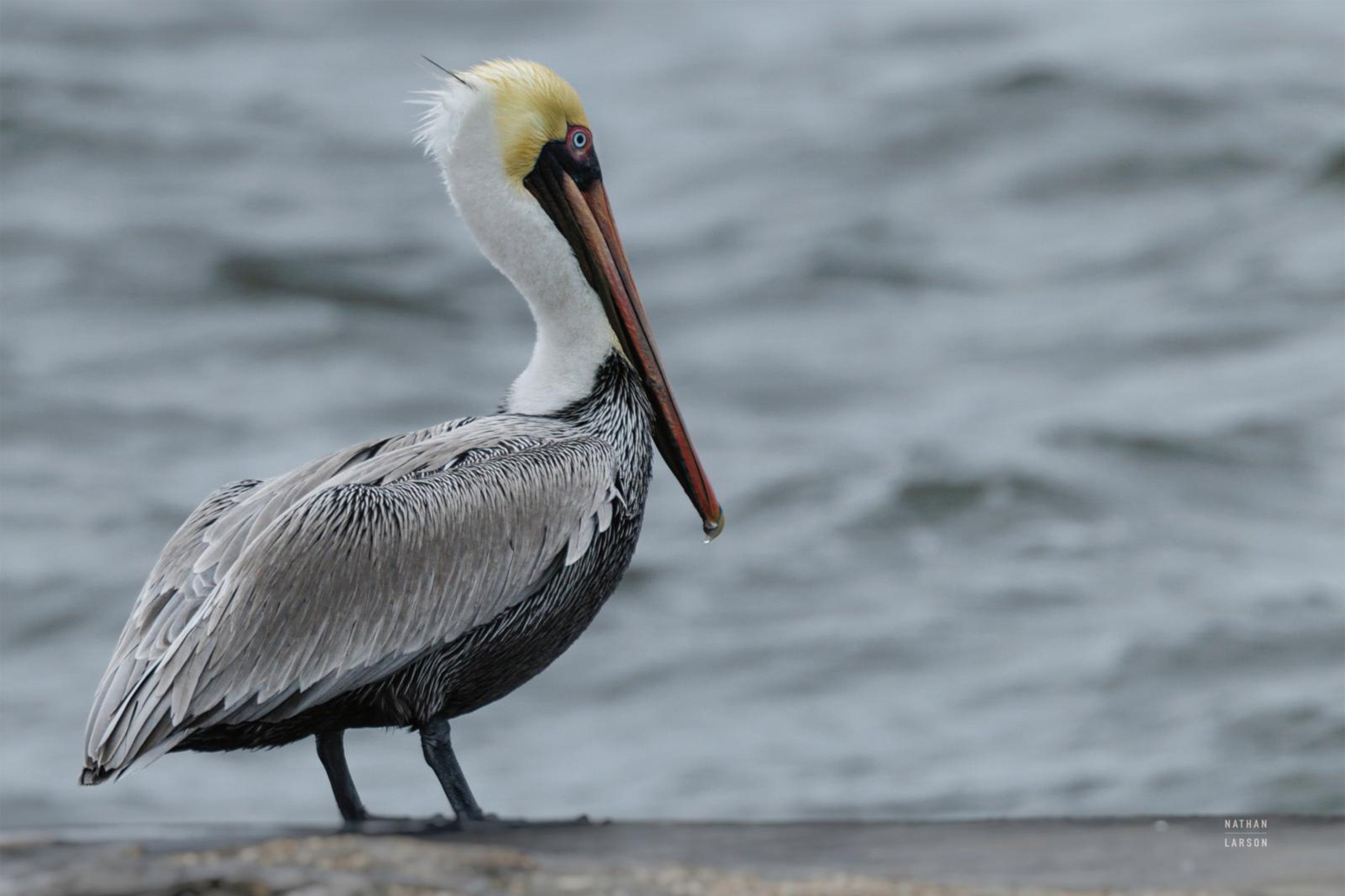 wall-art-print-canvas-poster-framed-Brown Pelican-1