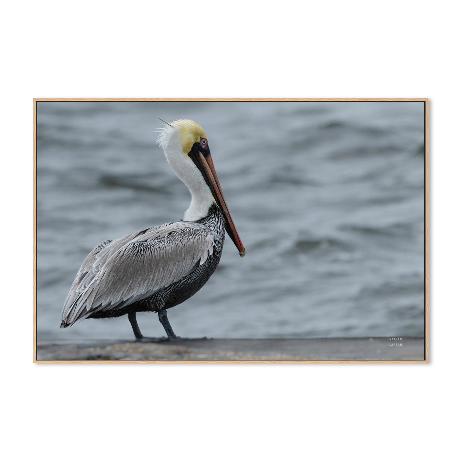 wall-art-print-canvas-poster-framed-Brown Pelican-4