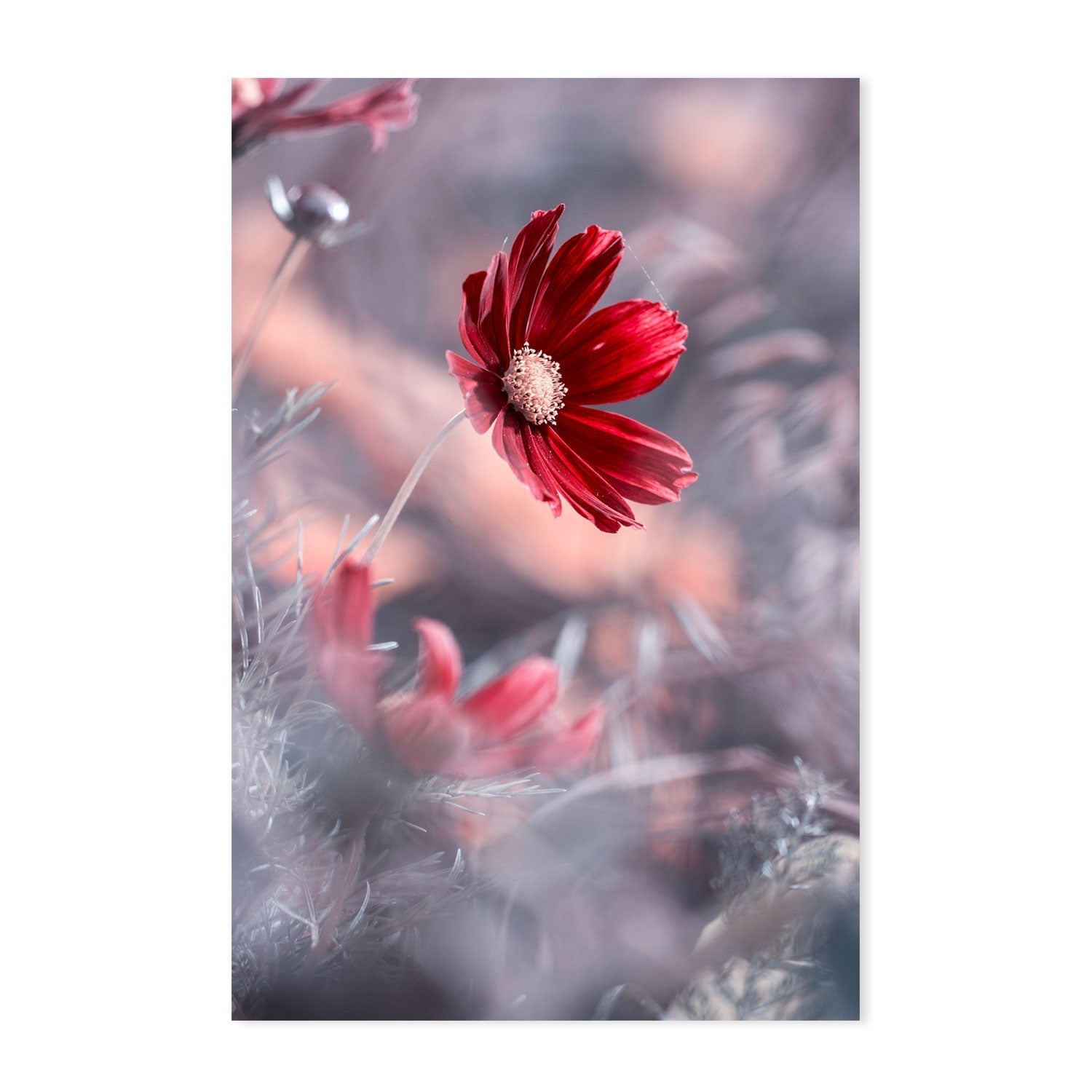 wall-art-print-canvas-poster-framed-Carmen, By Fabien Bravin-GIOIA-WALL-ART
