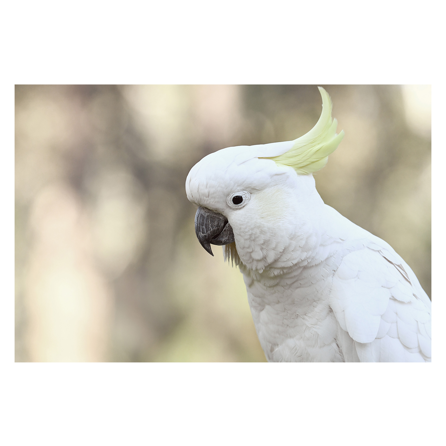 wall-art-print-canvas-poster-framed-Charlie Cockatoo , By Belinda Gerace-1