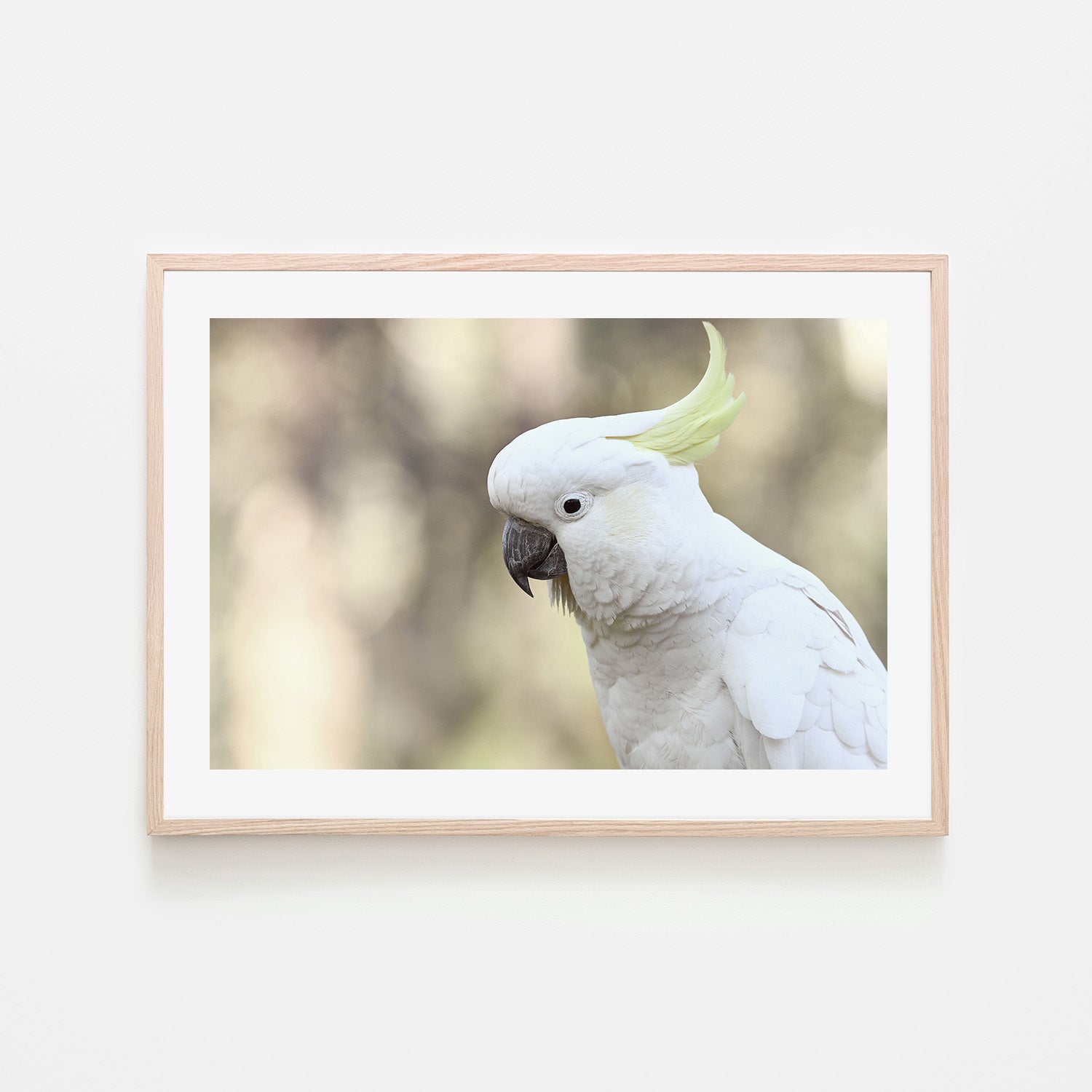 wall-art-print-canvas-poster-framed-Charlie Cockatoo , By Belinda Gerace-6