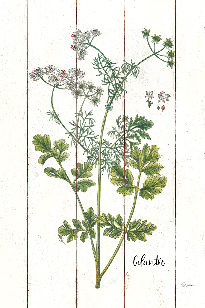 wall-art-print-canvas-poster-framed-Cilantro Cottage Herbs, Style B , By Sue Schlabach-1
