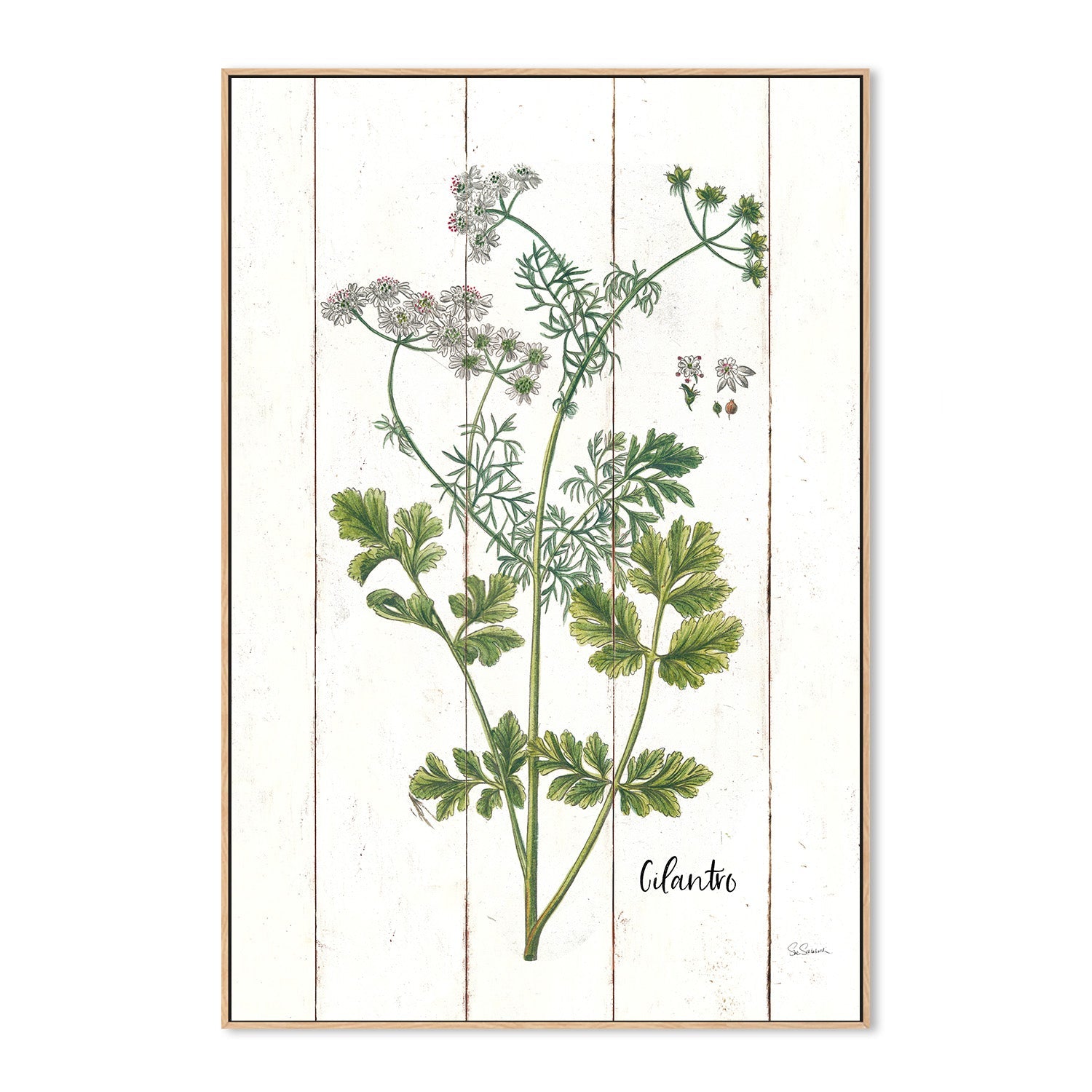 wall-art-print-canvas-poster-framed-Cilantro Cottage Herbs, Style B , By Sue Schlabach-4