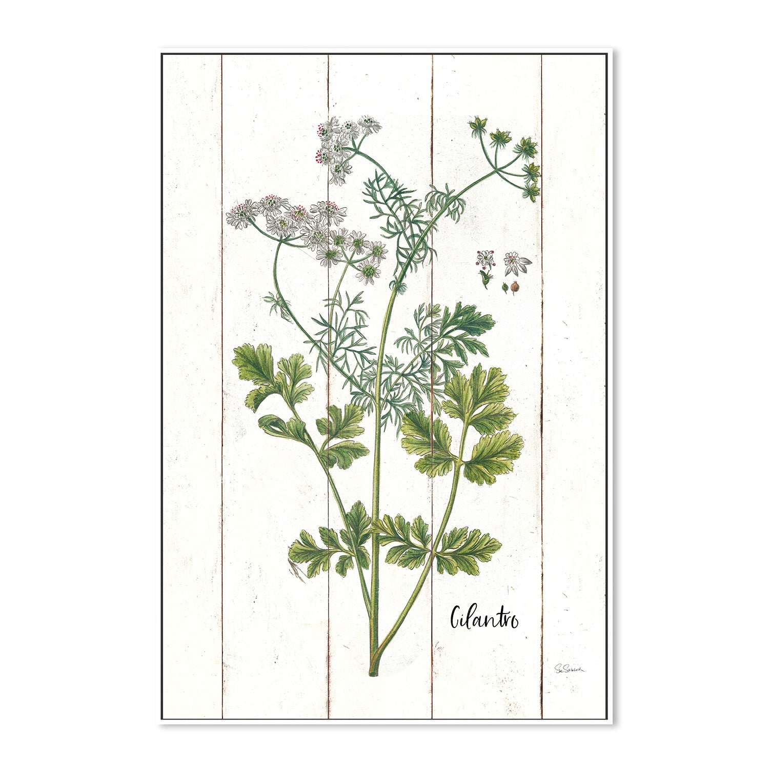 wall-art-print-canvas-poster-framed-Cilantro Cottage Herbs, Style B , By Sue Schlabach-5