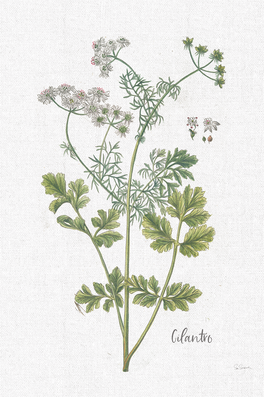 Cilantro Cottage Herbs, Style C