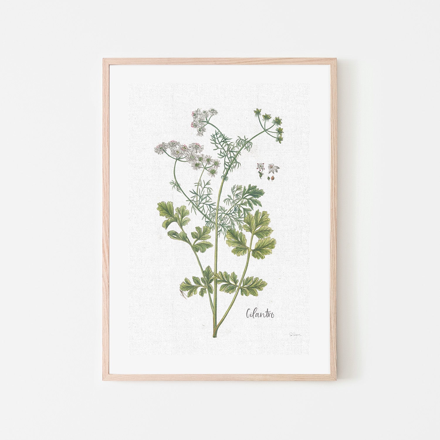 wall-art-print-canvas-poster-framed-Cilantro Cottage Herbs, Style C , By Sue Schlabach-6