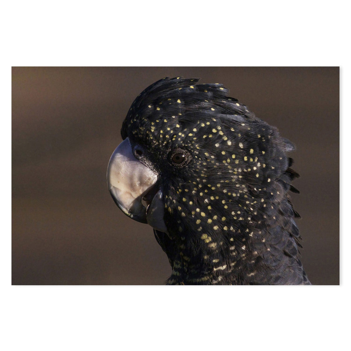 wall-art-print-canvas-poster-framed-Close Up To A Cockatoo, by Susan Moss-by-Plus X Studio-Gioia Wall Art