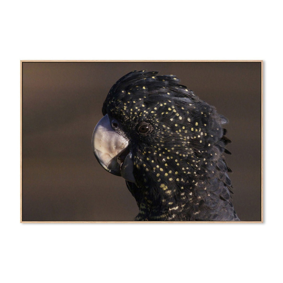 wall-art-print-canvas-poster-framed-Close Up To A Cockatoo, by Susan Moss-by-Plus X Studio-Gioia Wall Art