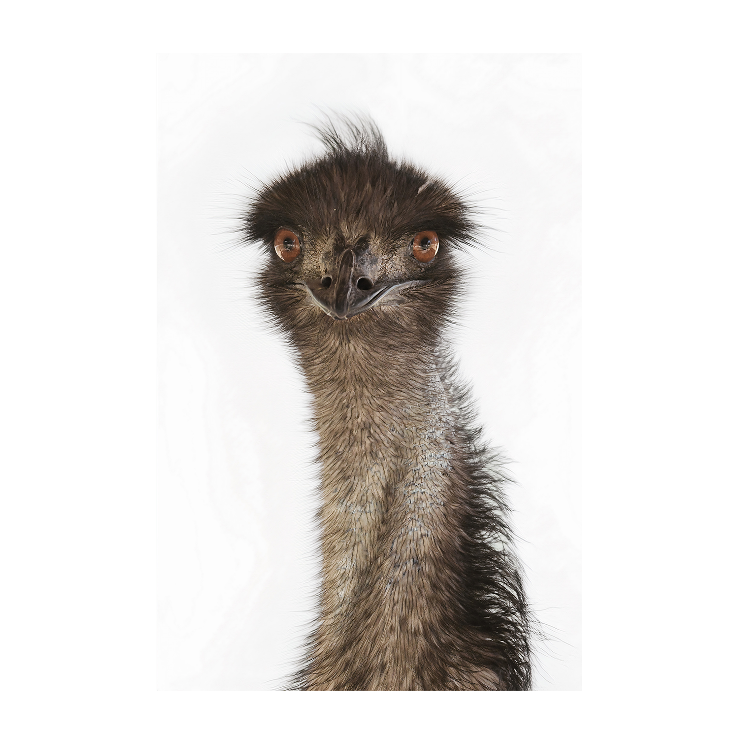 wall-art-print-canvas-poster-framed-Colin Emu , By Belinda Gerace-1
