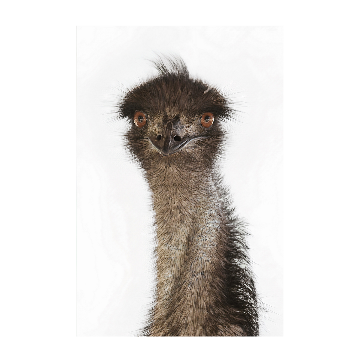 Colin Emu|Canvas Print Poster Wall Art | By Belinda Gerace