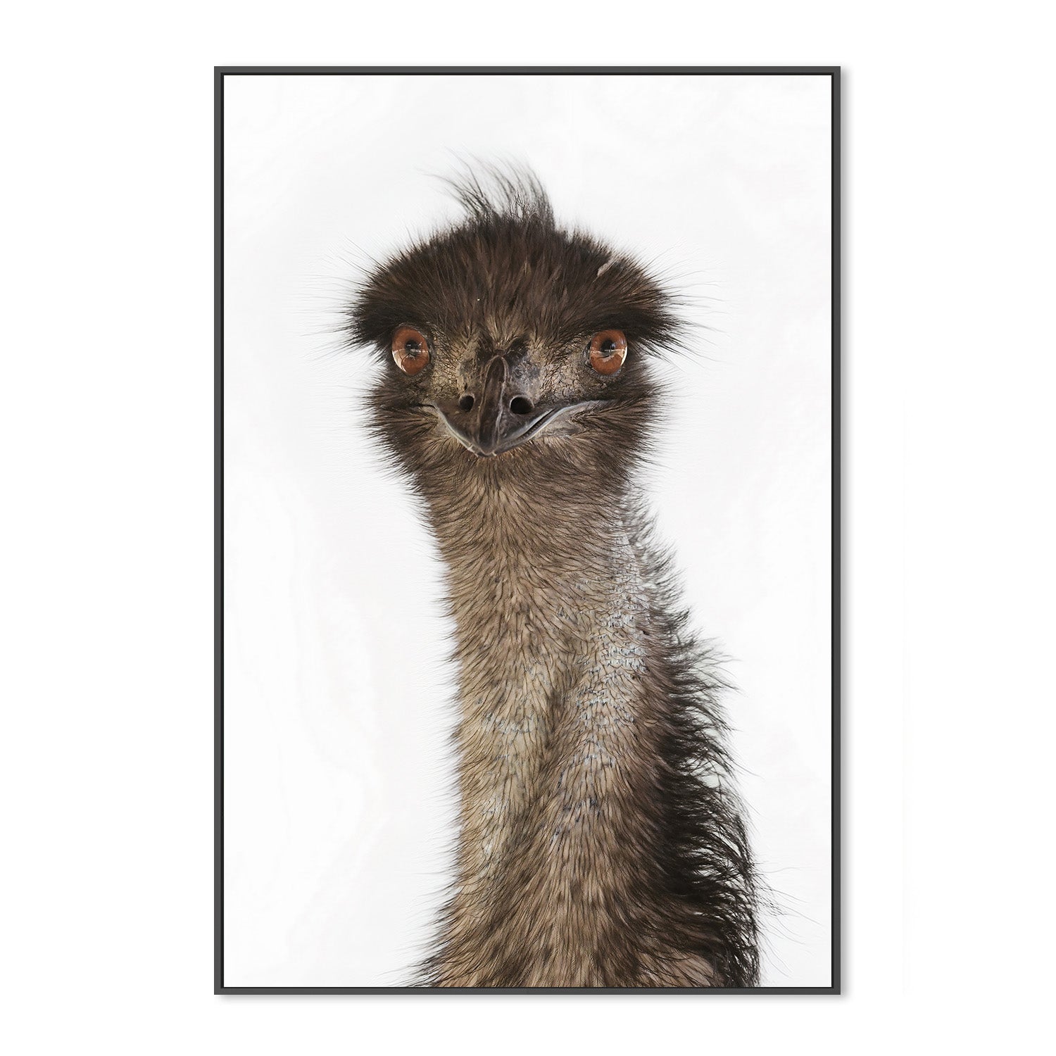 wall-art-print-canvas-poster-framed-Colin Emu , By Belinda Gerace-3
