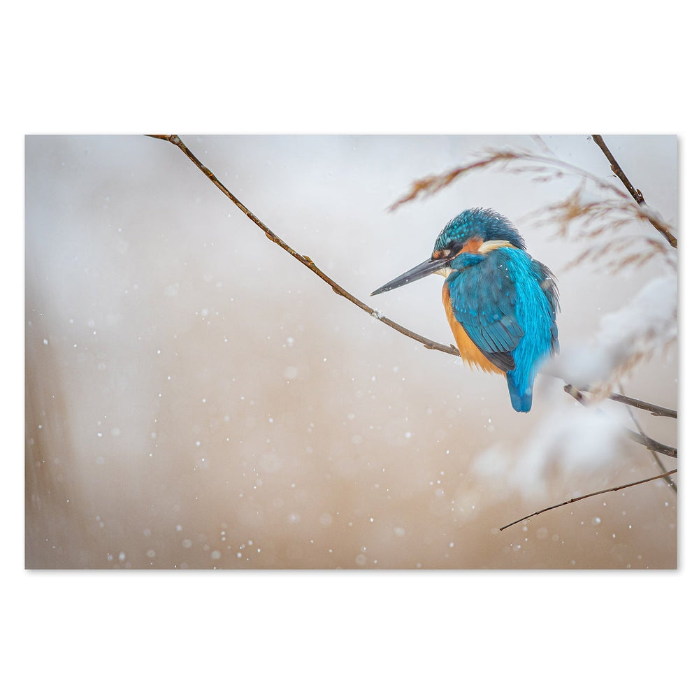 wall-art-print-canvas-poster-framed-Common Kingfisher, By Yordan Vasilev-by-Plus X Studio-Gioia Wall Art