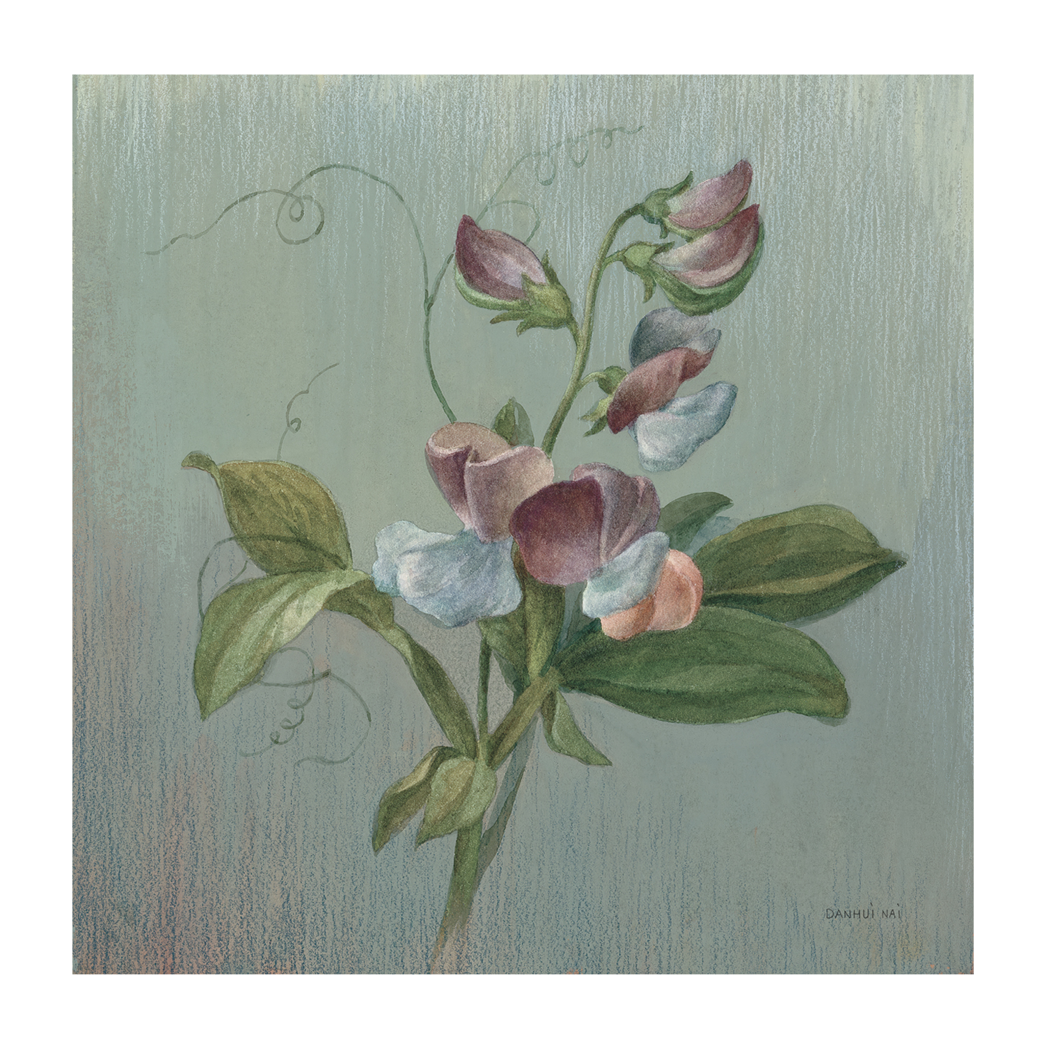 wall-art-print-canvas-poster-framed-Cottage Sweet Pea , By Danhui Nai-1