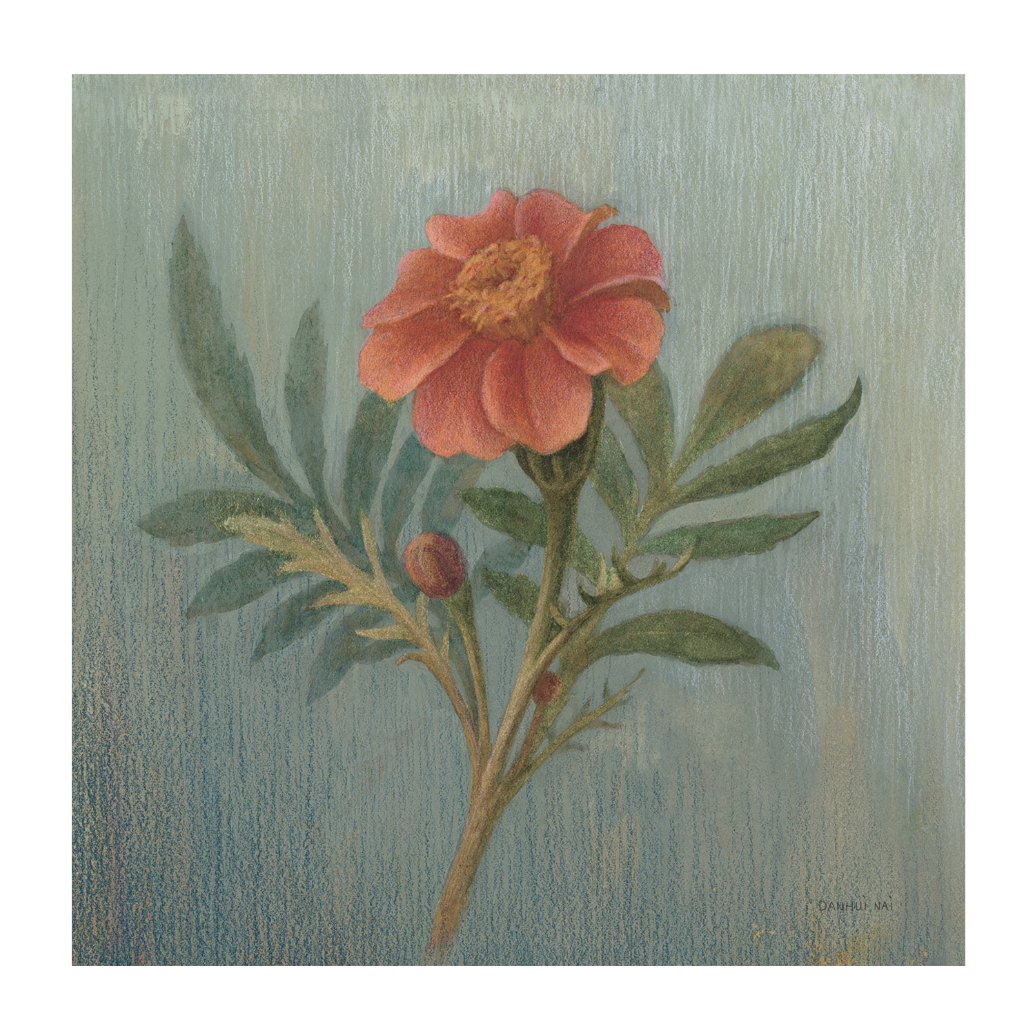 wall-art-print-canvas-poster-framed-Cottage Zinnia , By Danhui Nai-1