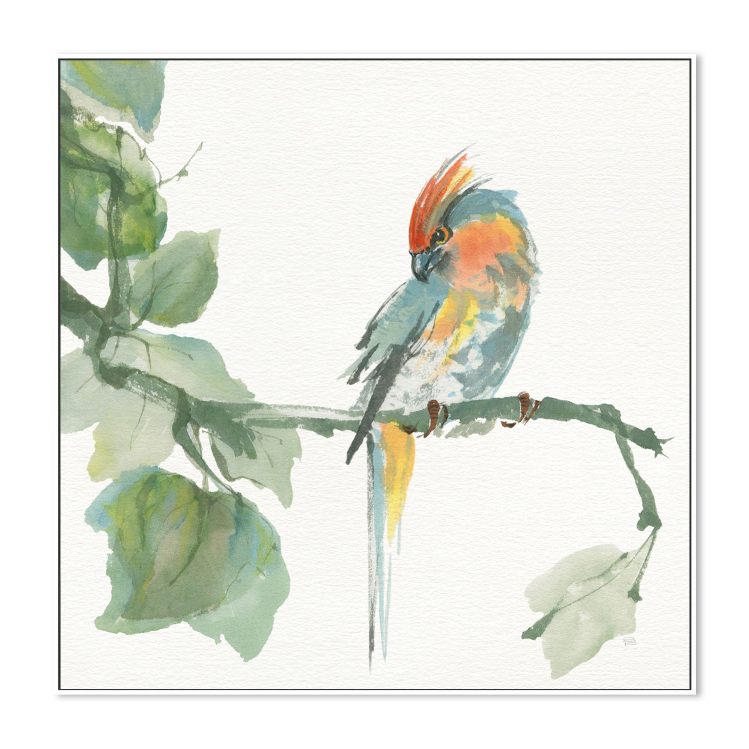 wall-art-print-canvas-poster-framed-Crested Cockatoo , By Chris Paschke-GIOIA-WALL-ART