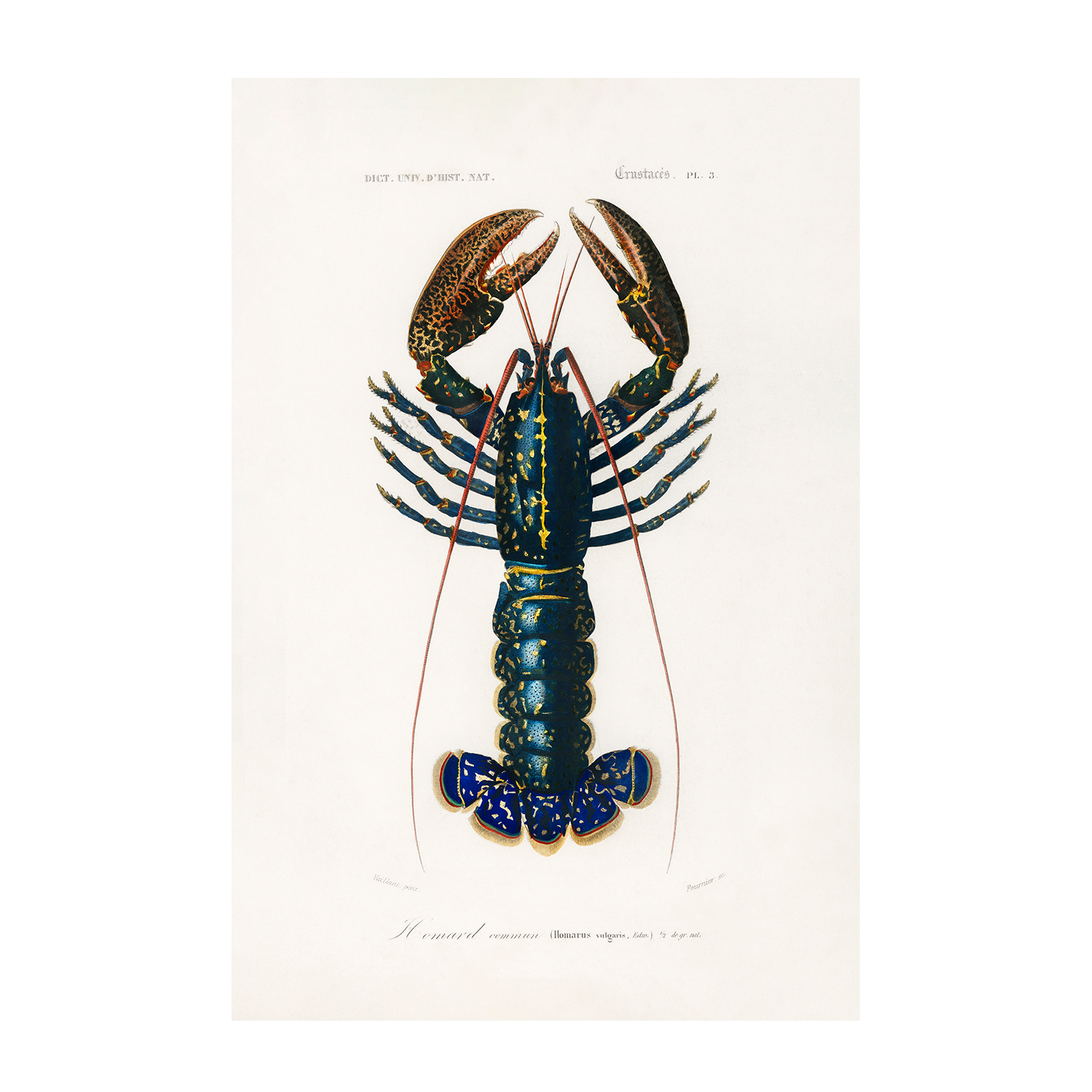 wall-art-print-canvas-poster-framed-Crimson Crawfish-1
