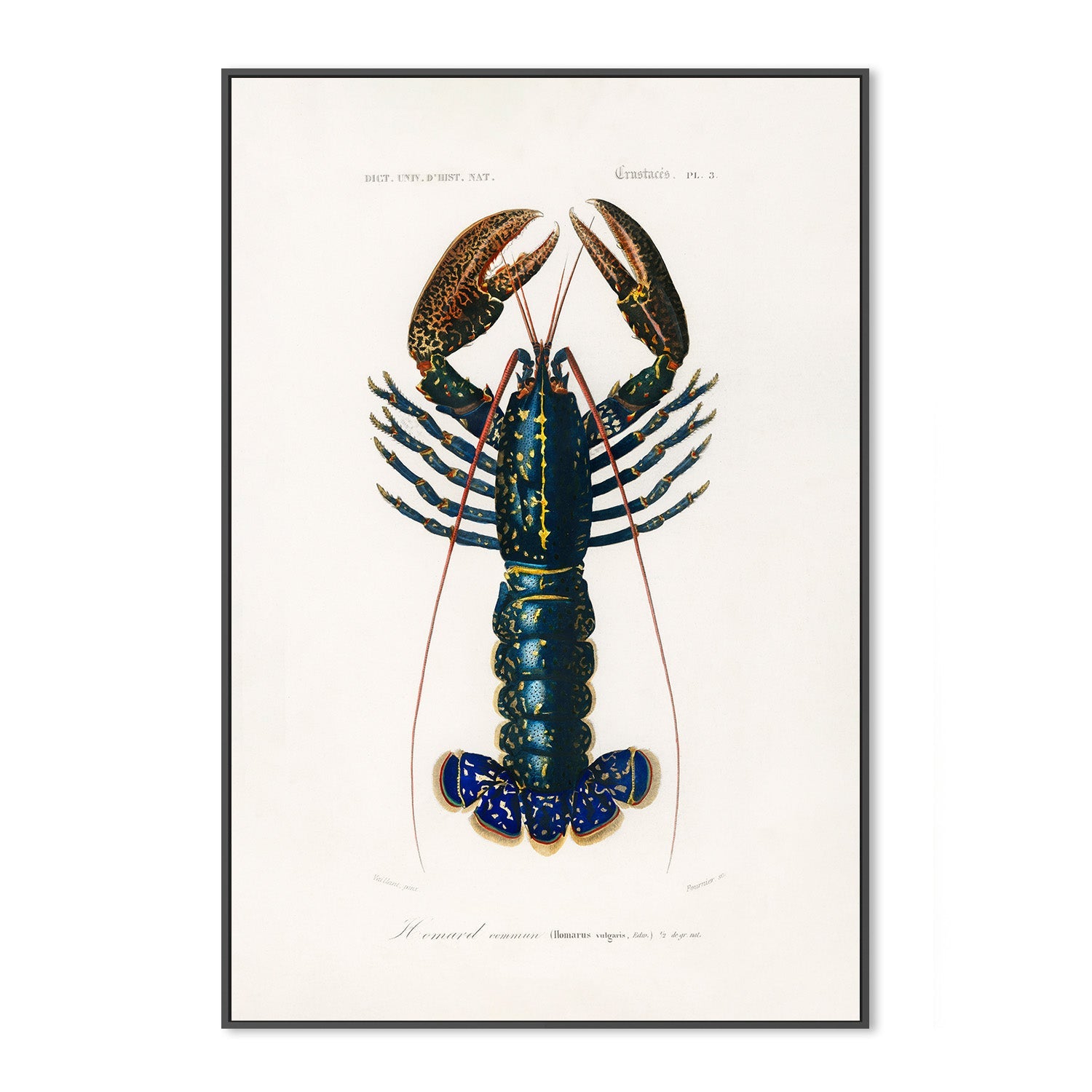 wall-art-print-canvas-poster-framed-Crimson Crawfish-3