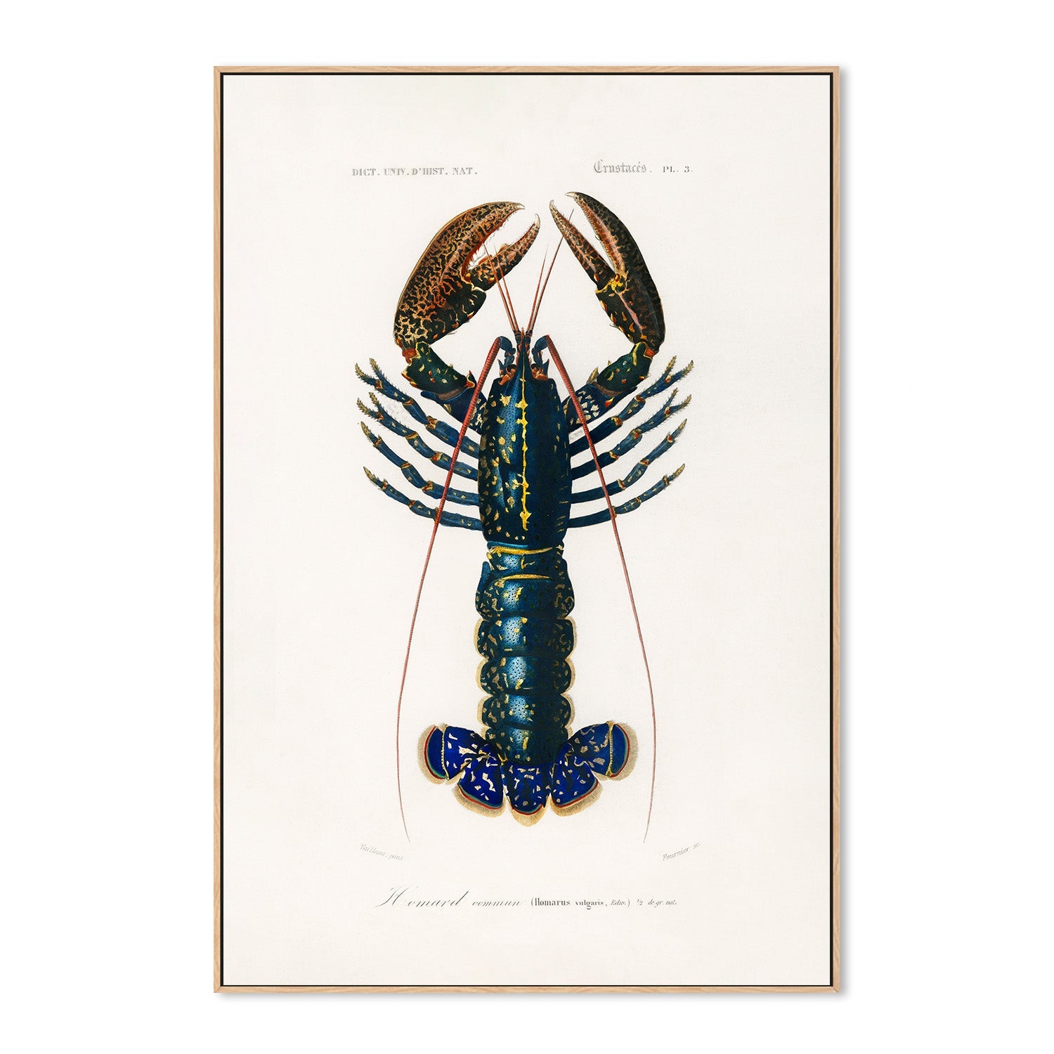 wall-art-print-canvas-poster-framed-Crimson Crawfish-4