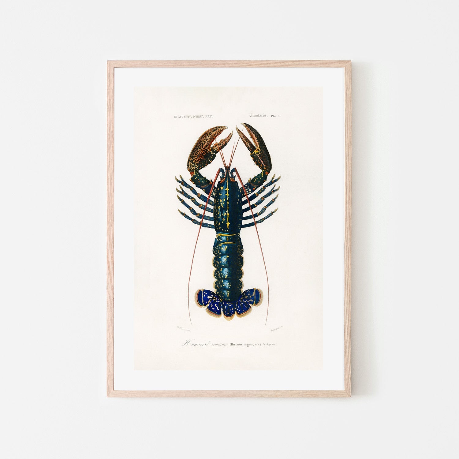wall-art-print-canvas-poster-framed-Crimson Crawfish-6