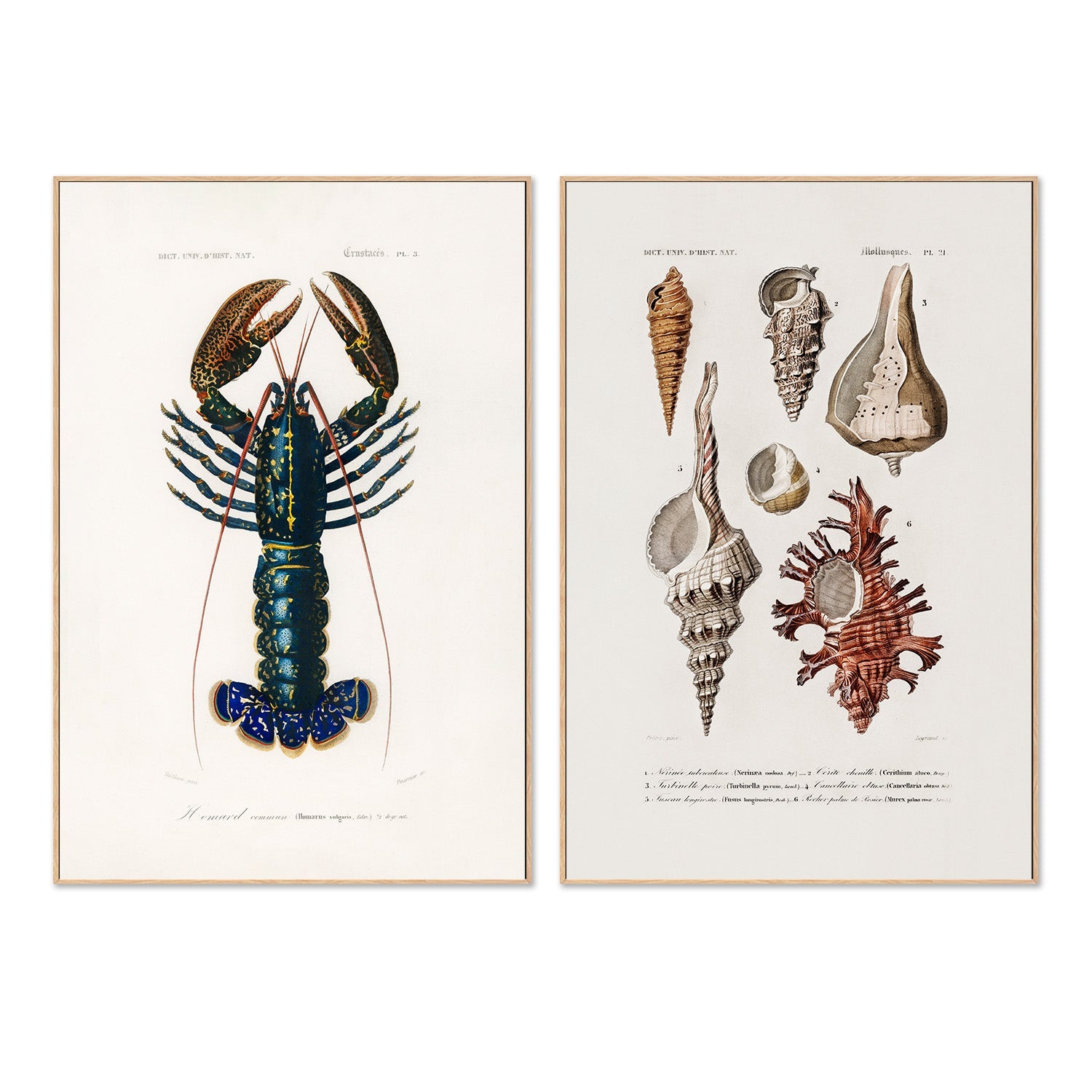wall-art-print-canvas-poster-framed-Crimson Crawfish & Sealife, Set Of 2-4
