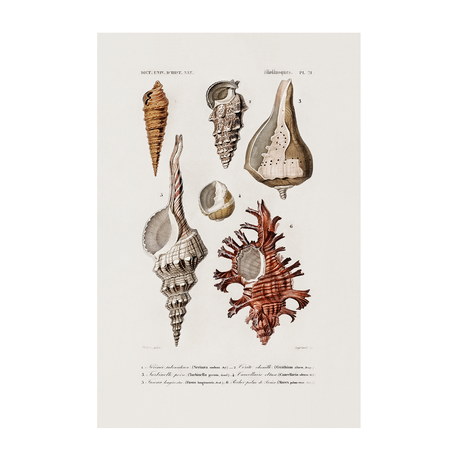 wall-art-print-canvas-poster-framed-Crimson Crawfish & Sealife, Set Of 2-9