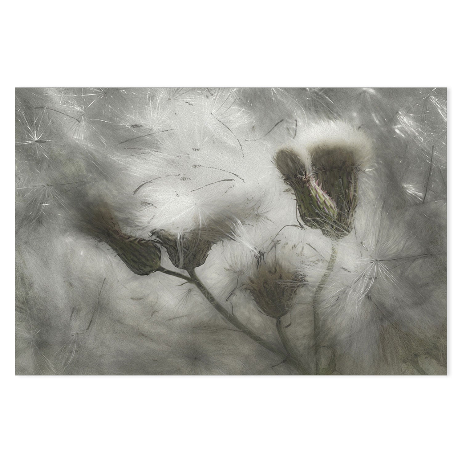 wall-art-print-canvas-poster-framed-Dandelions In The Wind , By Gilbert Claes-GIOIA-WALL-ART