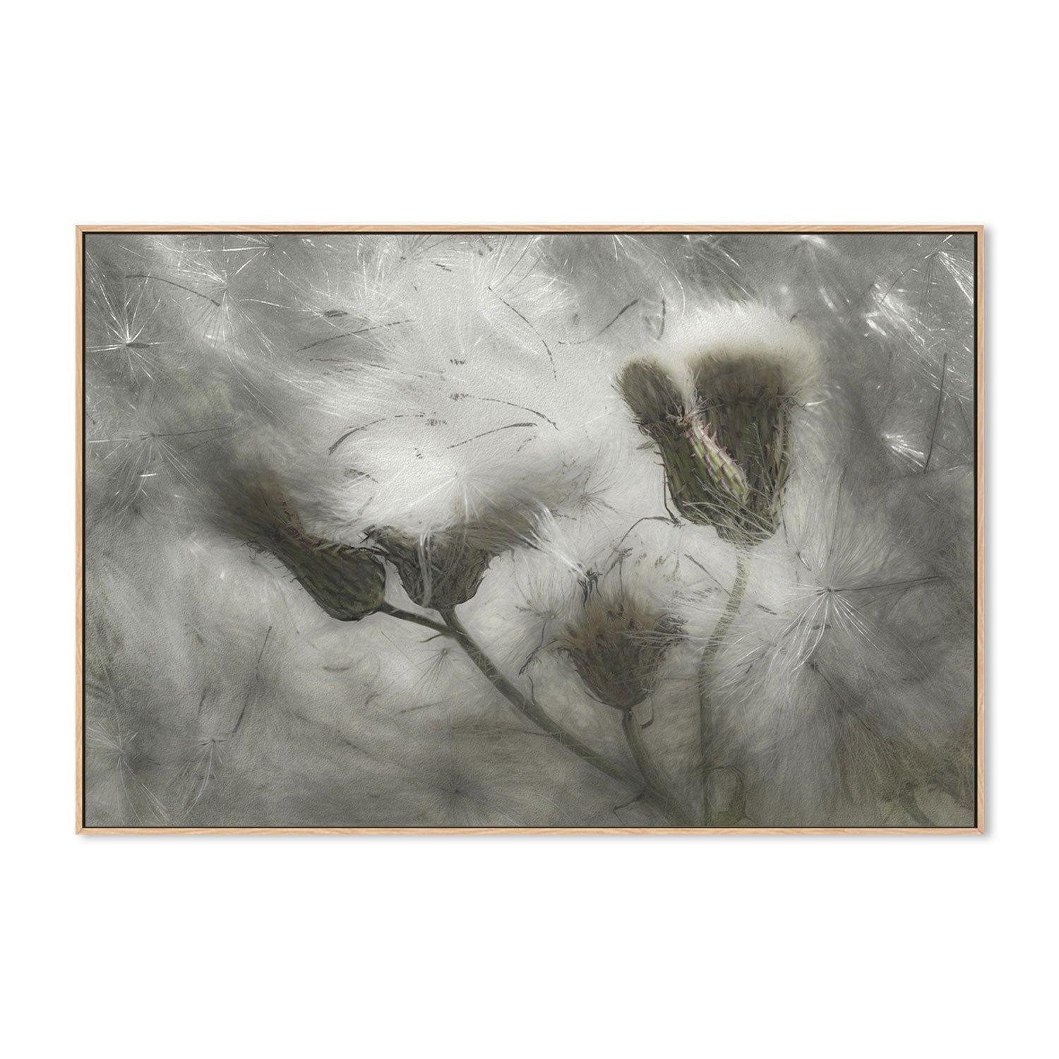 wall-art-print-canvas-poster-framed-Dandelions In The Wind , By Gilbert Claes-GIOIA-WALL-ART