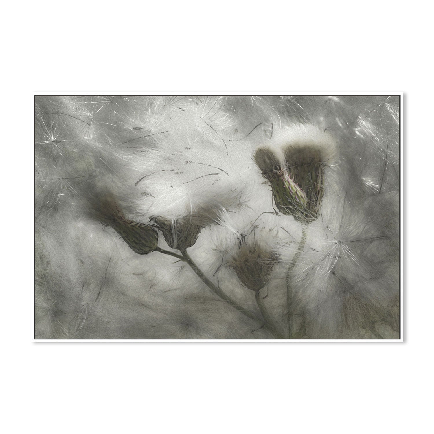wall-art-print-canvas-poster-framed-Dandelions In The Wind , By Gilbert Claes-GIOIA-WALL-ART