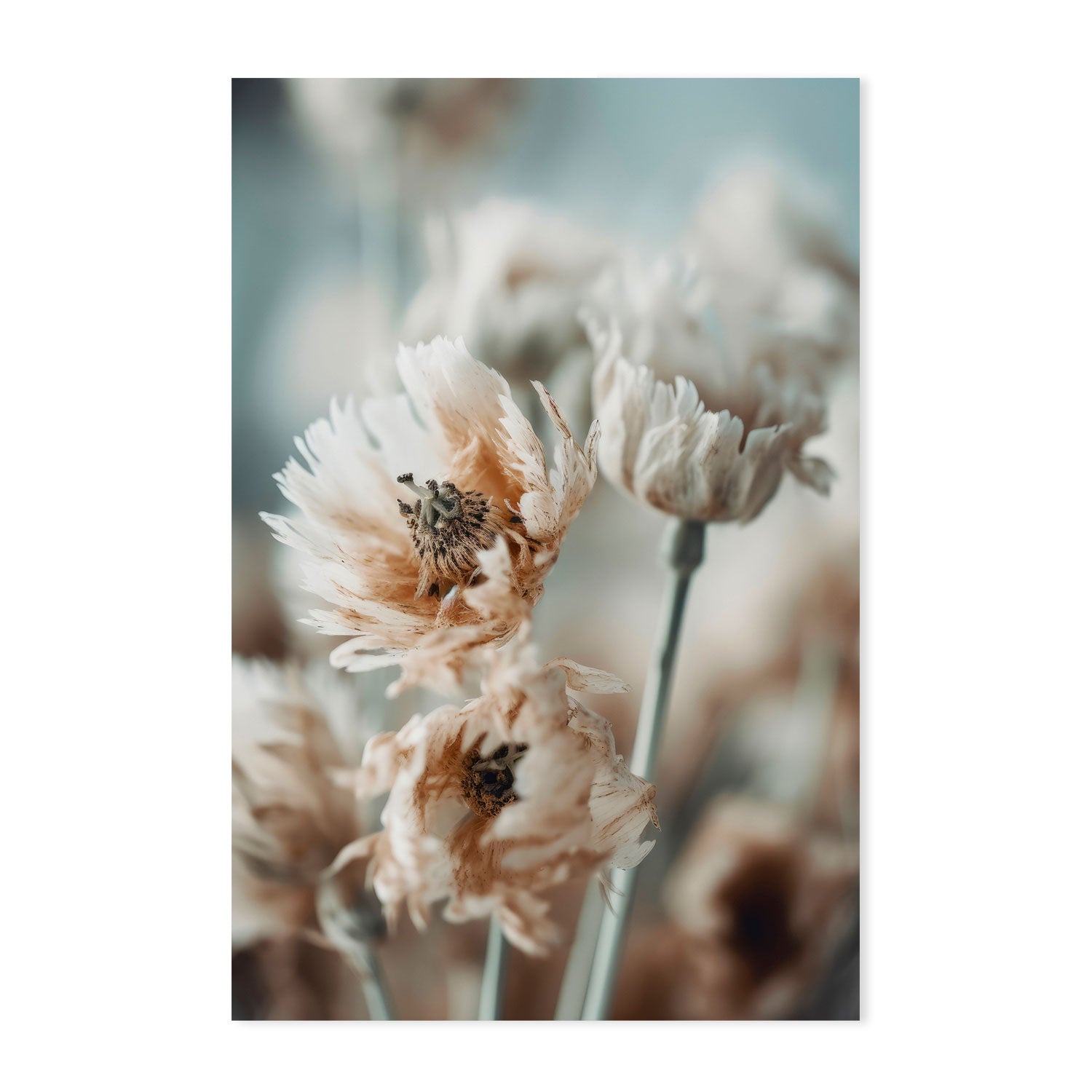 wall-art-print-canvas-poster-framed-Dry Pastel Flowers, Style A , By Treechild-GIOIA-WALL-ART