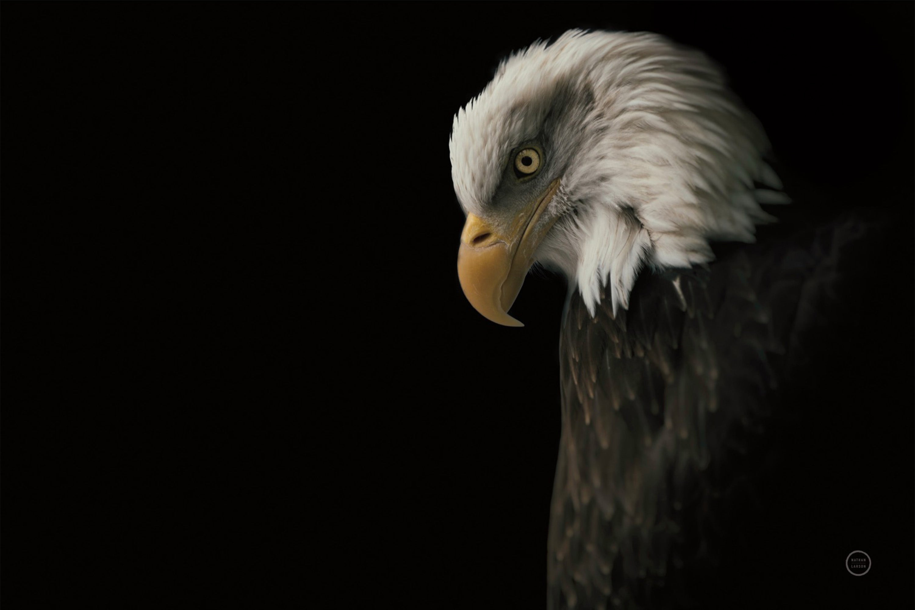 wall-art-print-canvas-poster-framed-Eagle Bow-1